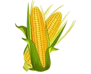 Vlakna stigme kukuruza