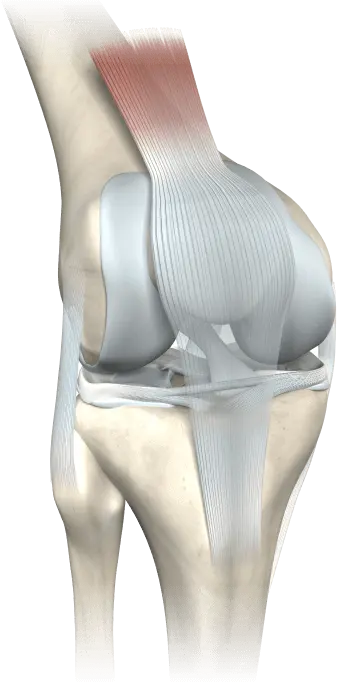 Anatomía de la articulación